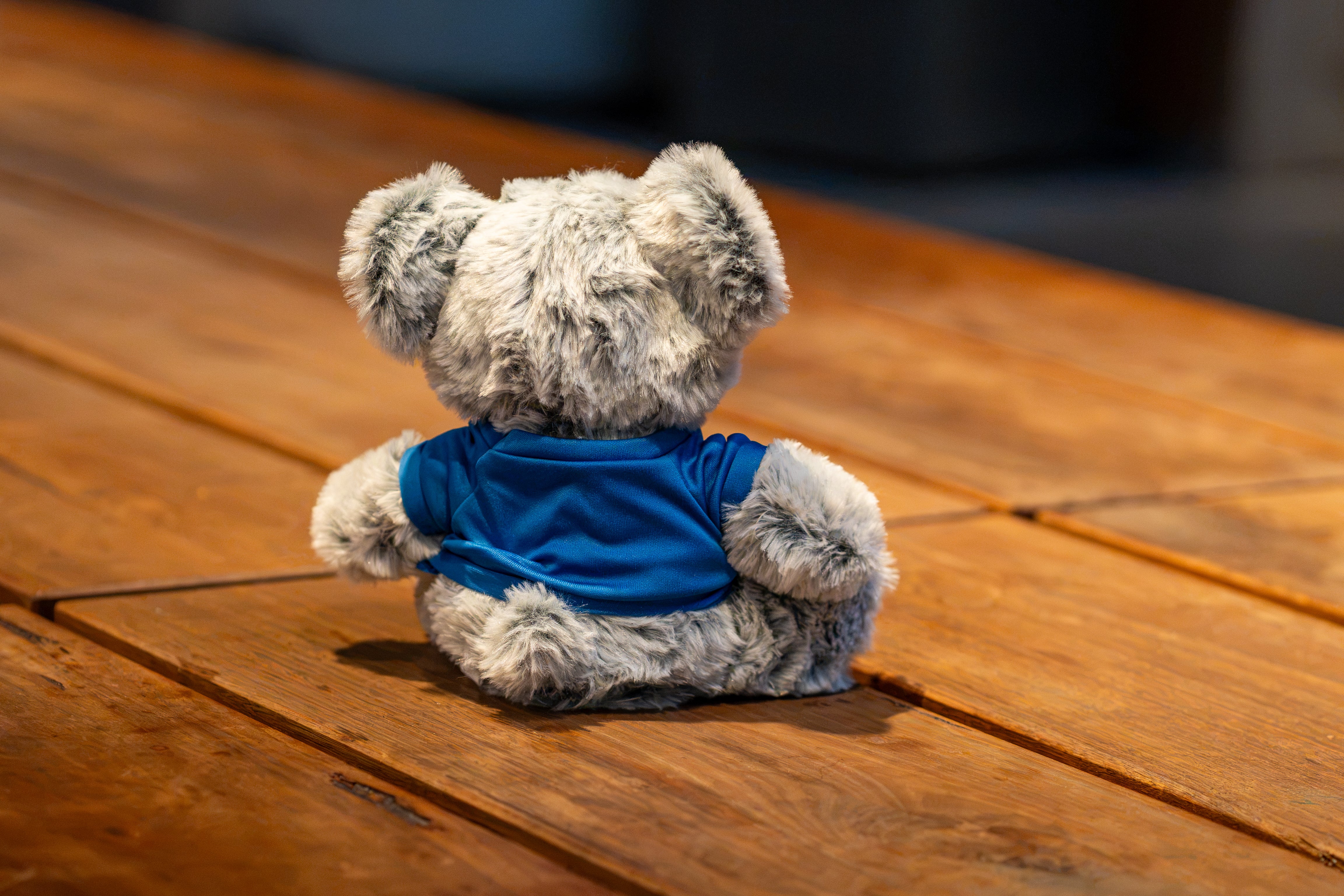 RMIT Store RMIT Graduation Koala plush shown from the rear with soft grey fur and a dark blue T-shirt, seated on a wooden outdoor table with the back of the garment fully visible against a softly blurred background.