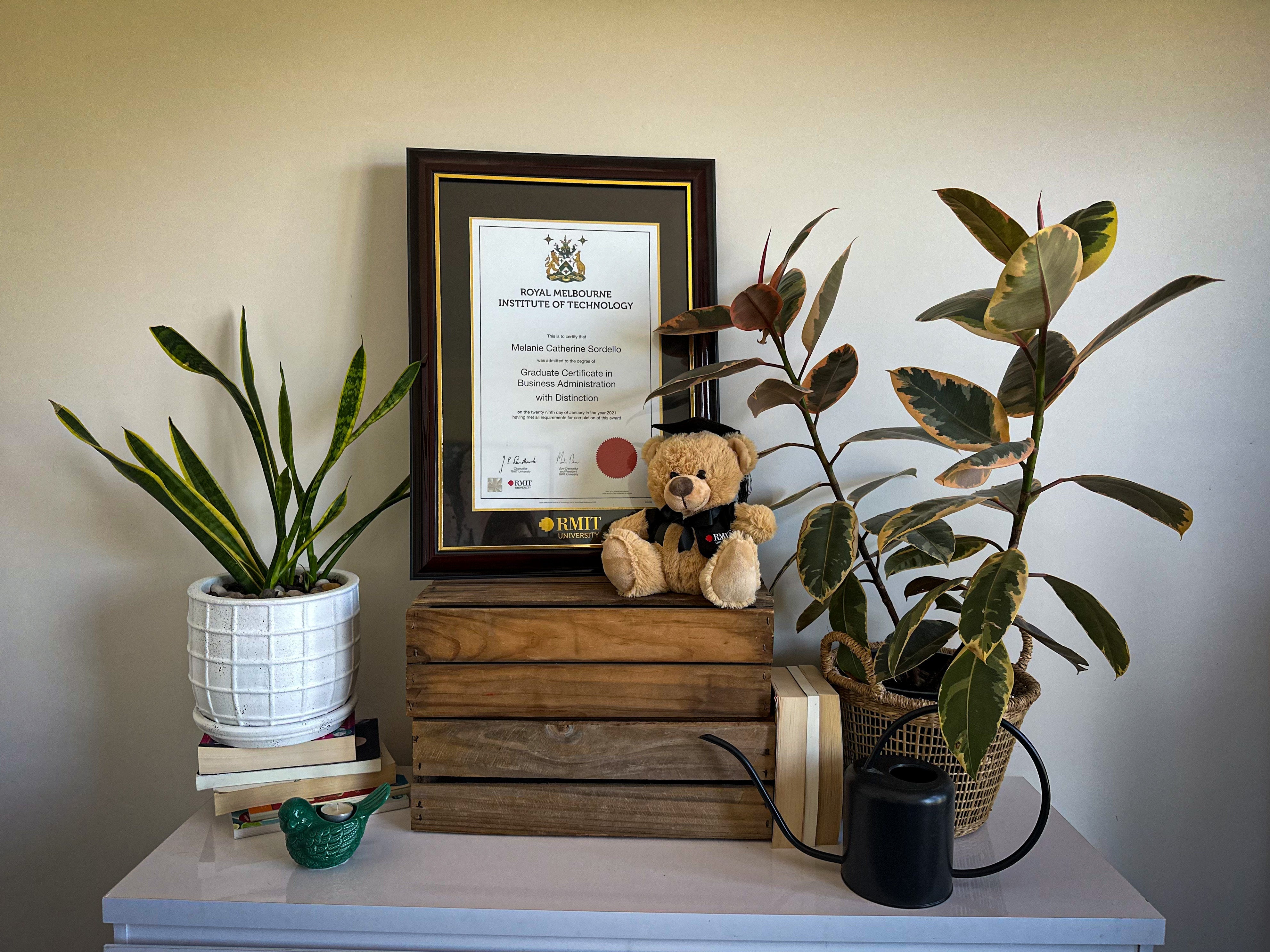 The RMIT Store Testurmar frame in chestnut finish with charcoal matte backing and gold liner, sitting upright on a wooden stand placed on a white ceramic tabletop. The frame is flanked by green plants on both sides. A plushie graduation bear is positioned on the right side of the wooden stand next to the frame.